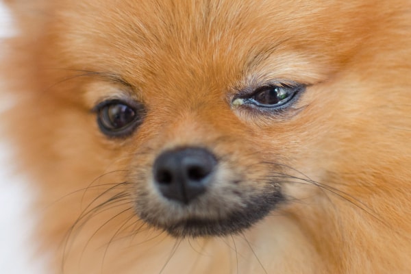 Pomeranian dog squinting due to infection and pain from an eyelid mass