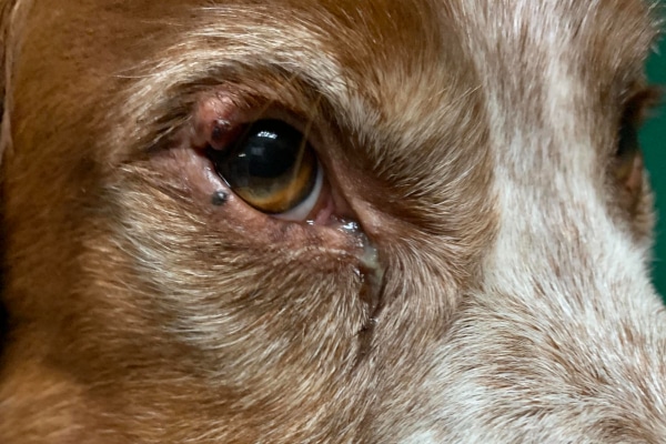 Dog with an eyelid mass