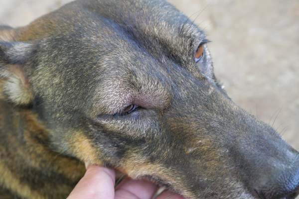 Dog with swollen eye from allergies