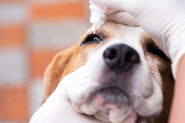 Dog getting an eye drop for his swollen eye