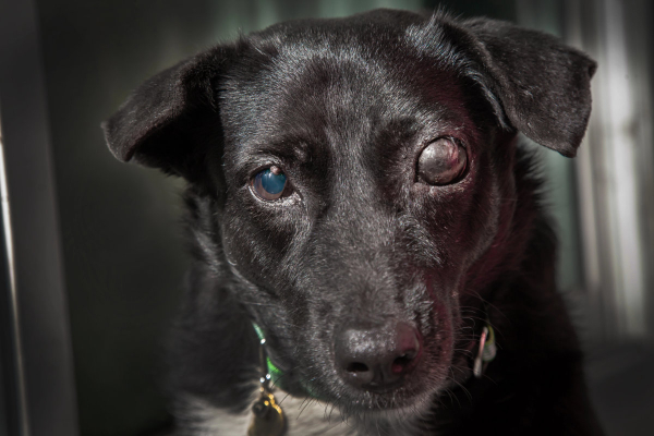 Dog with swollen eye due to glaucoma