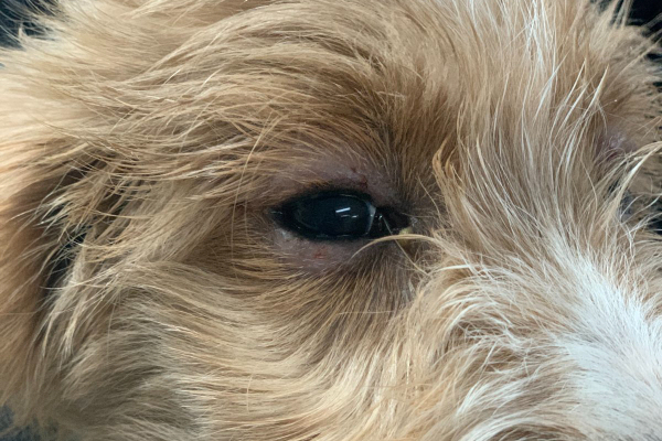 Puppy with swollen eyelids