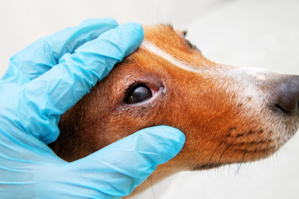 Vet looking at a dog who's eye is swollen