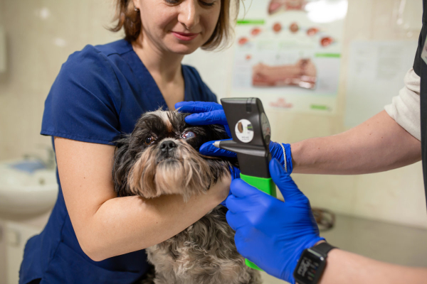 Vet performing tonometry on a dog's swollen eye