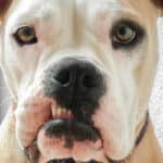 Dental Disease in Dogs: Why Prevention Is the Best Medicine