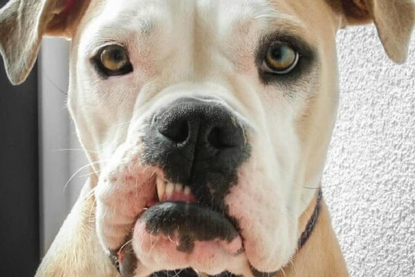 photo dog's face with bottom teeth showing 