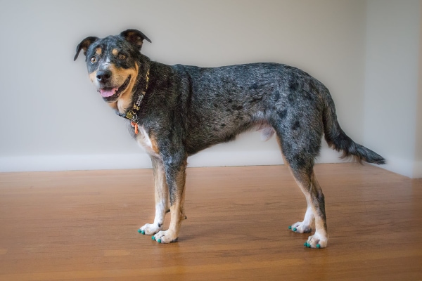15 Tips to Stop Your Dog Slipping on the Floor - Dr. Buzby's ToeGrips for Dogs
