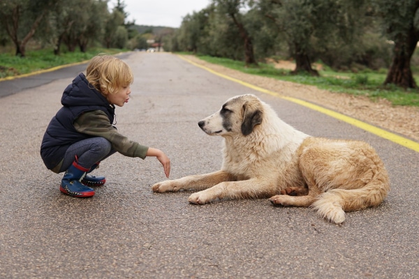 Little boy playing with his Anatolian Shepherd dog on a paved pathway.
