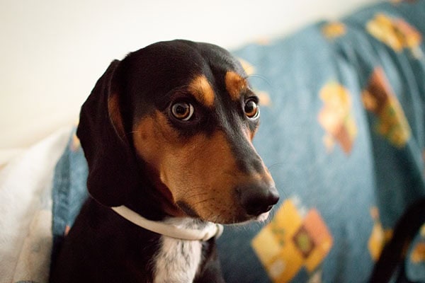 Dog with fecal incontinence looking worried