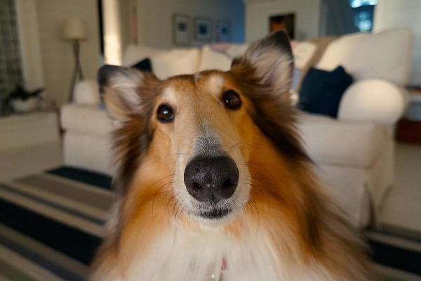 Collie looking alert as if asking to go outdoors to poop