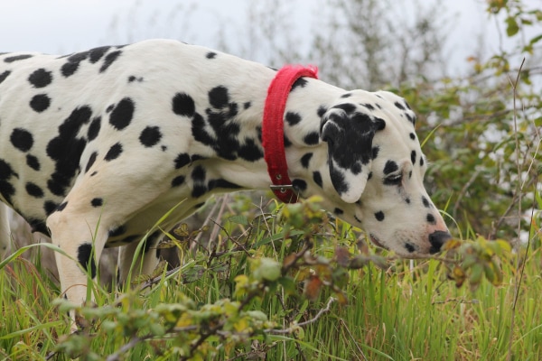 Dalmation dog spending time outdoors and sniffing at something in the grass, which is a place where dogs may come in contact with fecal parasites 