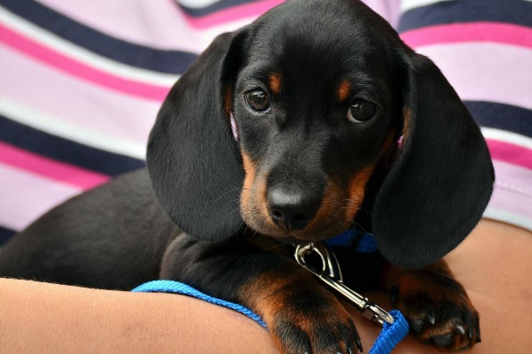 Dachshund puppy being held by his owner.