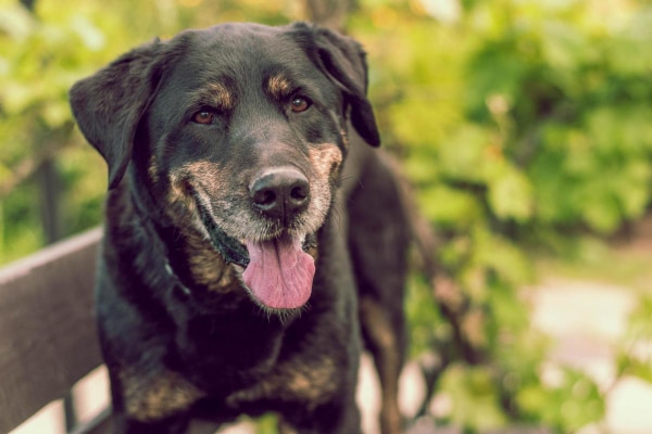 Senior Shepherd mix standing on a bench at a park.