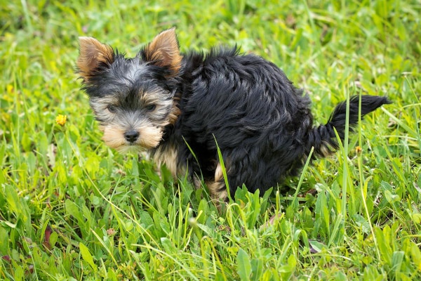 Yorkie puppy squatting to poop in the grass so owner can pick it up for a fecal test for dogs