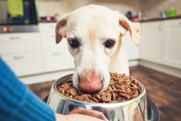 Yellow Lab eating kibble out of a bowl with owner's help as a tip for feeding a dog with vestibular disease, photo