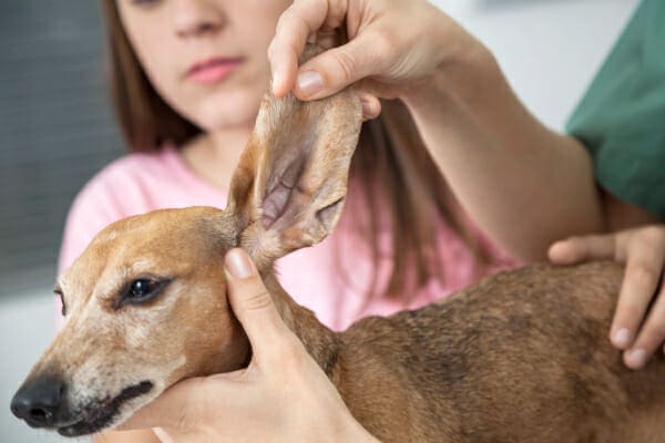 Vet examining a senior Dachshund's ear, photo