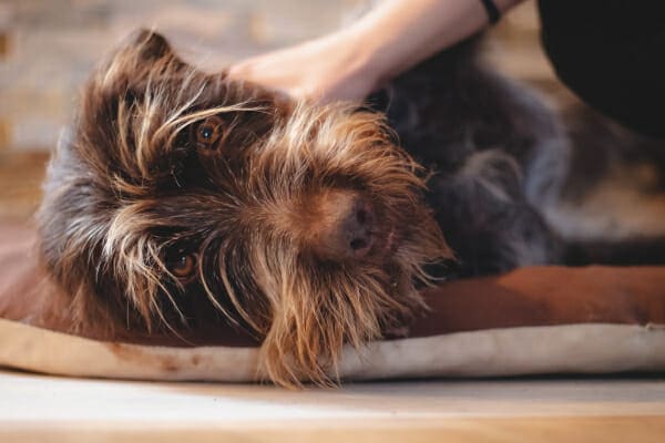 German Wirehaired Pointer lying down with owners hand comforting him, photo