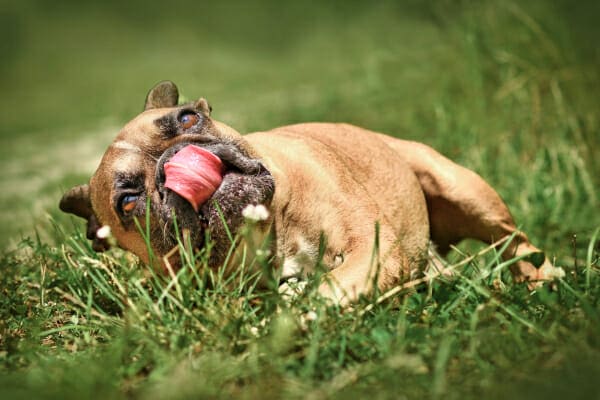 French Bulldog with a head tilt lying in the grass, photo