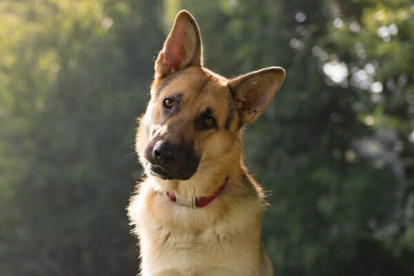 German Shepherd with head tilted to one side which is a sign of vestibular disease, photo