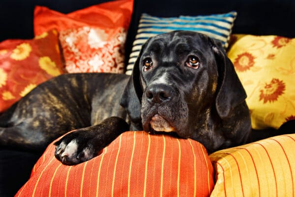 Mastiff mix lying down among several pillows for support, photo