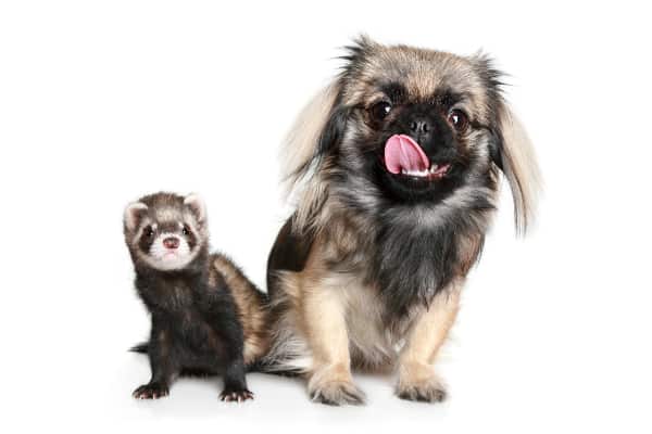 dog and ferret sitting beside each other. photo. 
