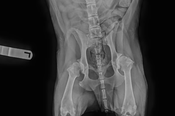 X-ray showing a dog's pelvis before surgery