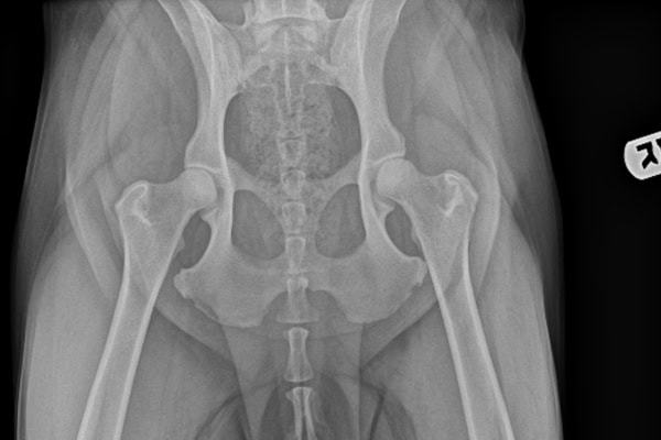 X-ray of a dog's hips