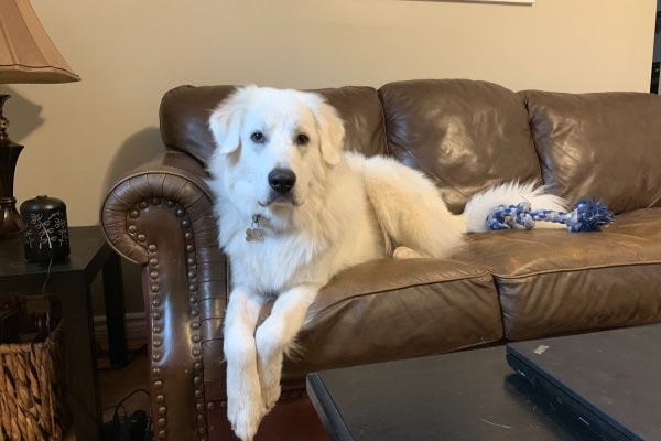 Large dog laying on the couch
