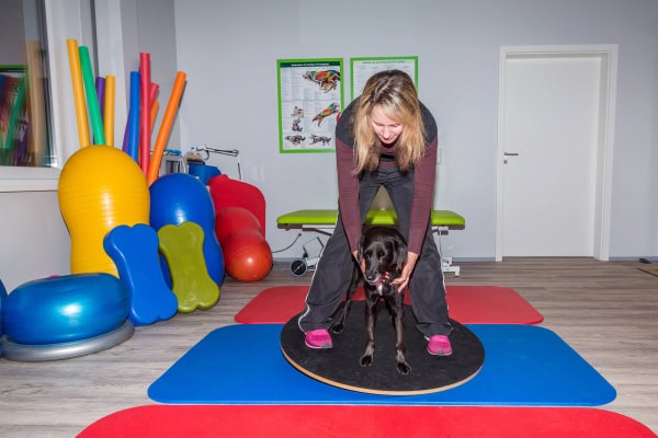 Dog going through physical therapy