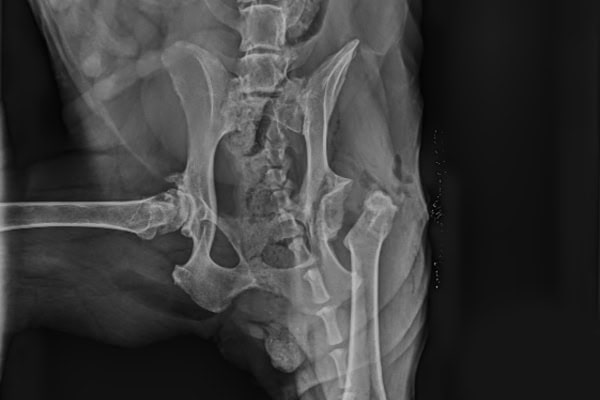 X-ray showing a dog's pelvis after FHO