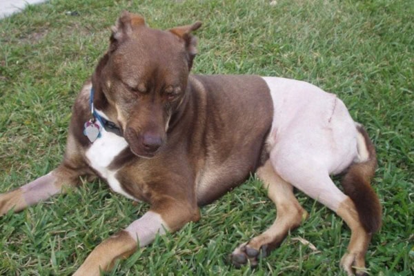 Sasha, a dog who had FHO surgery, lying in the grass with incision showing and back half of body shaved from surgery