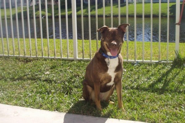 Dog named Sasha, who had an FHO surgery, sitting outside on the grass near a canal