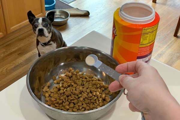 Owner sprinkling fiber over dog food while a Boston Terrier watches on