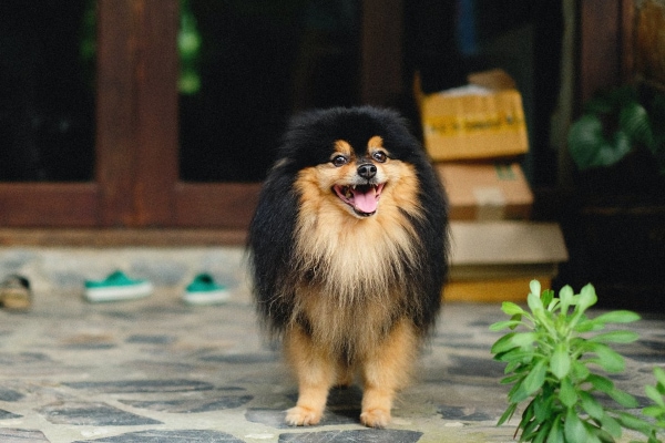 Pomeranian on the doorstep who gets fiber to help with anal gland issues