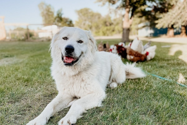 Great Pyrenees dog sitting in the yard