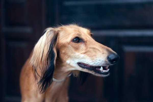 Saluki who gets fiber supplement daily