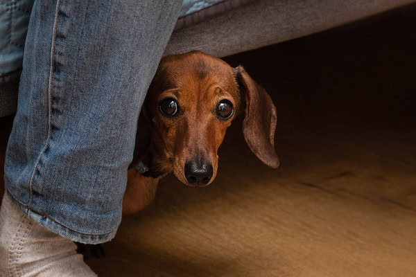 Dog hiding behind owner due to being scared of fireworks and feeling dog fireworks anxiety 