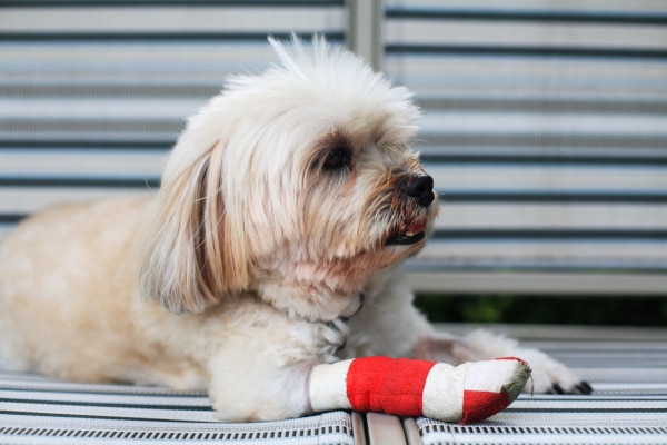 Dog with a bandaged foot