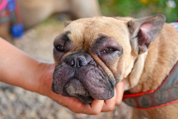 A dog with a swollen face