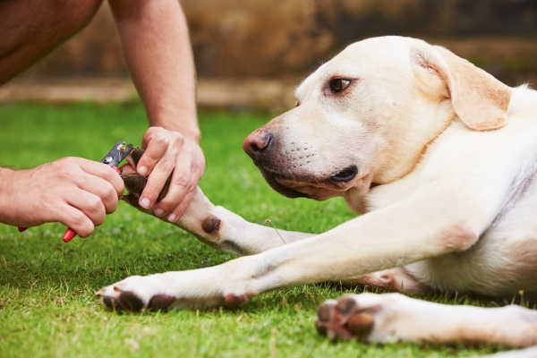 Pet parent using dog nail clippers to clip a dog's nail 