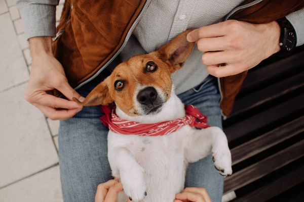 Dog in his pet parent's lap having his ears inspected