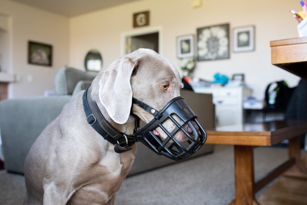 Dog wearing a basket muzzle, which is an essential item to include in a first aid kit for a dog 