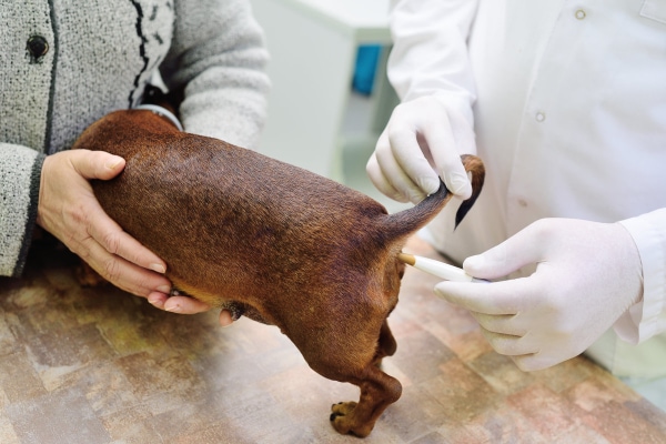 Dog having rectal temperature taken with a thermometer from a dog first aid kit