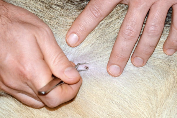 Owner removing a tick with tweezers