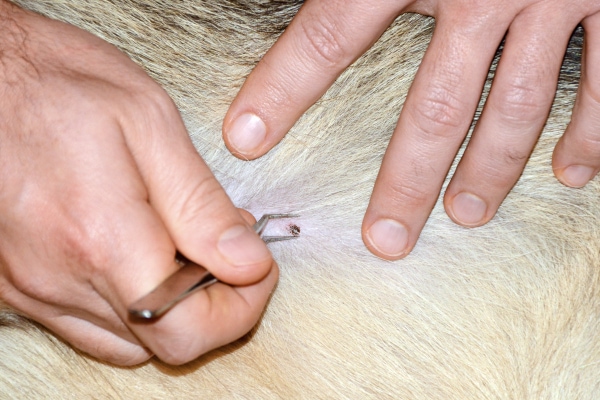 Close up of a dog owner's hands removing a tick from a dog using tweezers from a dog first aid kit