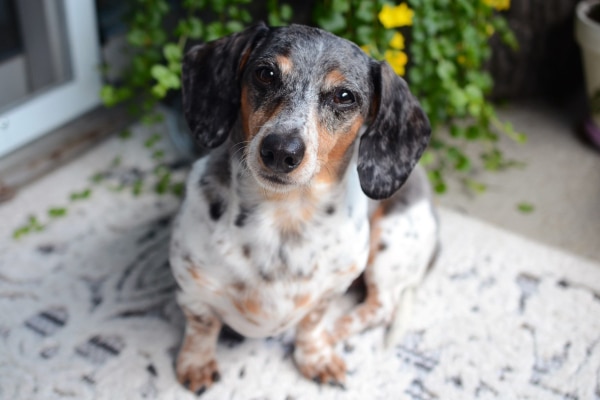 A merle Dachshund sitting on a carpet and looking upwards.