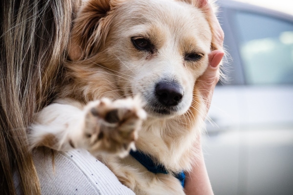 A female owner hugging a small Chihuahua mix on her shoulder.