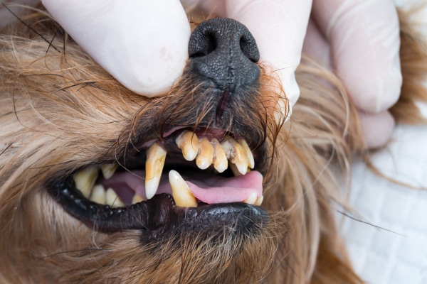 Dog with a lot of tartar buildup on teeth, which is one reason a dog may smell like a fish