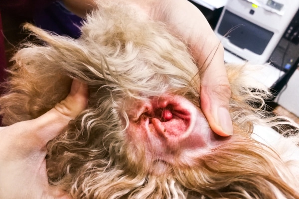 A veterinary assistant holding open an infected ear of a dog, which may smell like fish