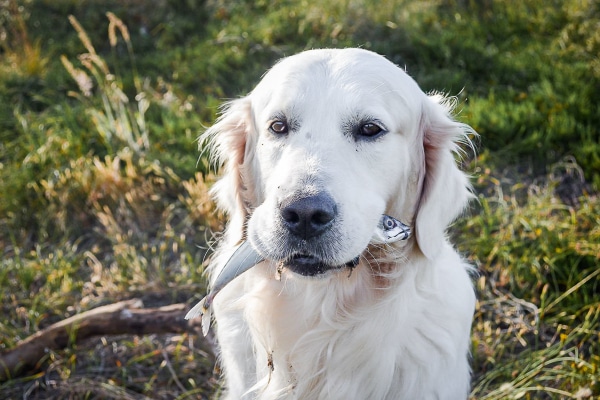 Golden Retriever holding a small fish in its mouth.